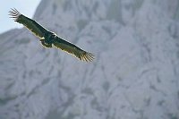 Moenchsgeier vor Felsen