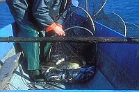 Fischfang Reuse Mueritz