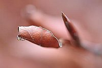 Buchenblatt m Spinne Herbst