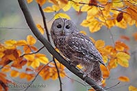 Waldkauz a Buchenast gespannt