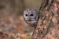 Waldkauz hinter Stamm vorguck