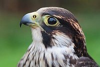 Wanderfalke junger Portrait