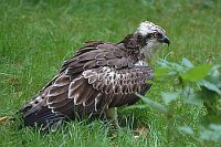 Fischadler auf Wiese