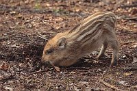 Frischling beim Graben