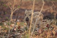 Frischling im Laubwald