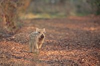 Frischling laeuft auf Waldweg