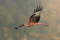 Rotmilan im Flug Seitenansicht