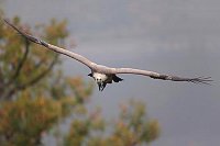 Gaensegeier im Flug von vorn