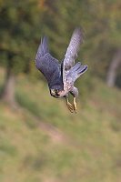 Wanderfalke beschleunigend