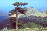 Lariccio Kiefer am Col de Bave