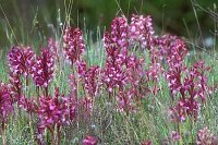 Schmetterlingsknabenkraut viel