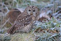 Waldkauz Graeser m Rauhreif