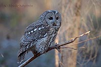 Waldkauz a Ast im Abendlicht