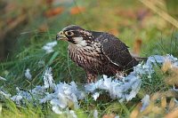 Wanderfalke Beute rupfend