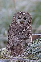 Waldkauz Rueckenansicht