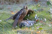 Wanderfalke mit Taube im Gras