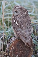 Waldkauz auf Baumscheibe