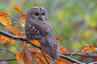 Waldkauz a Buchenast Herbst