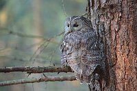Waldkauz am Baumstamm