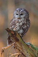 Waldkauz auf Baumwurzel