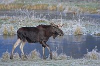 Elchbulle am Teichufer Rauhrei
