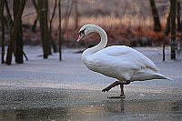 Hoeckerschwan auf dem Eis