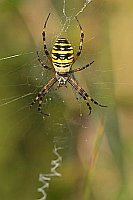 Wespen oder Zebraspinne Netz