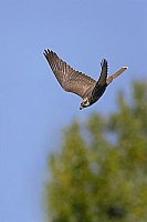 Sakerfalke im Abwaertsflug