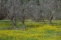 Mandelbaeume gelbe Blumen
