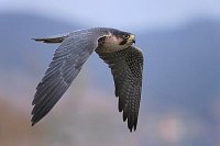 Wanderfalke im Flug Fluegelabs