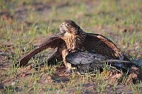 Wanderfalke m Kraehe mantelnd