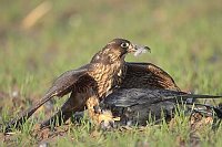 Wanderfalke mit Rabenkraehe