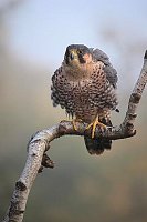 Wanderfalke Gefieder lockernd