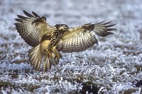 Maeusebussard landend Rauhreif
