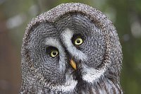 Bartkauz Kopfportrait