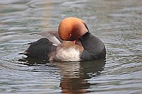 Kolbenente bei Gefiederpflege