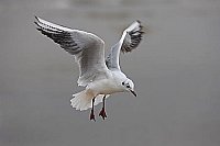 Lachmoewe im Ruettelflug