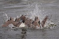 Spiessente Erpel beim Baden