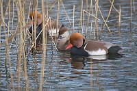 Kolbenente 3 Ex im Schilf