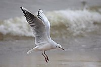 Lachmoewe im Landeanflug