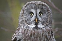 Bartkauz Kopfportrait von vorn