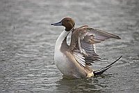 Spiessente Erpel fluegelschlag