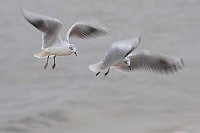 Lachmoewe 2 Ex ueber Wasser