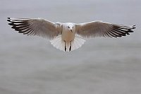 Lachmoewe im Flug von vorn