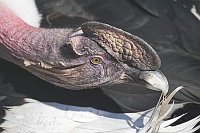 Andenkondor bei Gefiederpflege