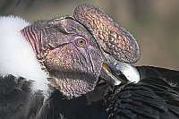 Andenkondor Gefieder pflegend