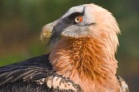 Bartgeier Kopfportrait Seite