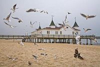 Ahlbeck M�wen vor Seebruecke