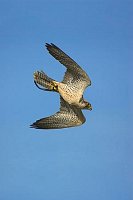 Lanner Jagdfalke im Flug