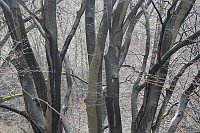 Buchen Baumkrone mit Regentrop